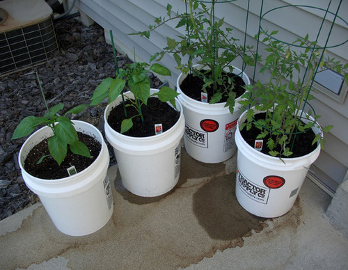 tomatoes-in-buckets